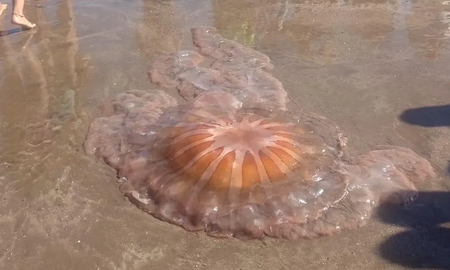 Apareció un medusa gigante en Los Acantilados Apareció un medusa gigante en Los Acantilados