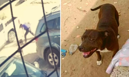 Un hombre mató a cuchillazos a un pitbull que atacó a su hijo: No podía quedar vivo Un hombre mató a cuchillazos a un pitbull que atacó a su hijo: No podía quedar vivo
