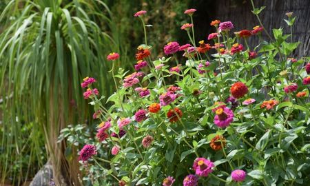 Las flores perfectas para sembrar en septiembre, ideales para dar color y fragancia a tu jardín. Las flores perfectas para sembrar en septiembre, ideales para dar color y fragancia a tu jardín.