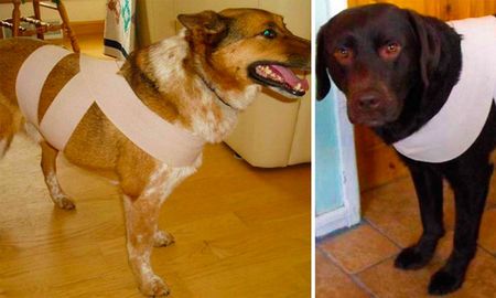 ¿como proteger a nuestras mascotas de la pirotecnia? ¿como proteger a nuestras mascotas de la pirotecnia?