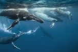 Ballenas jorobadas emergen en las costas tropicales donde se registran sus áreas de reproducción. Ballenas jorobadas emergen en las costas tropicales donde se registran sus áreas de reproducción.