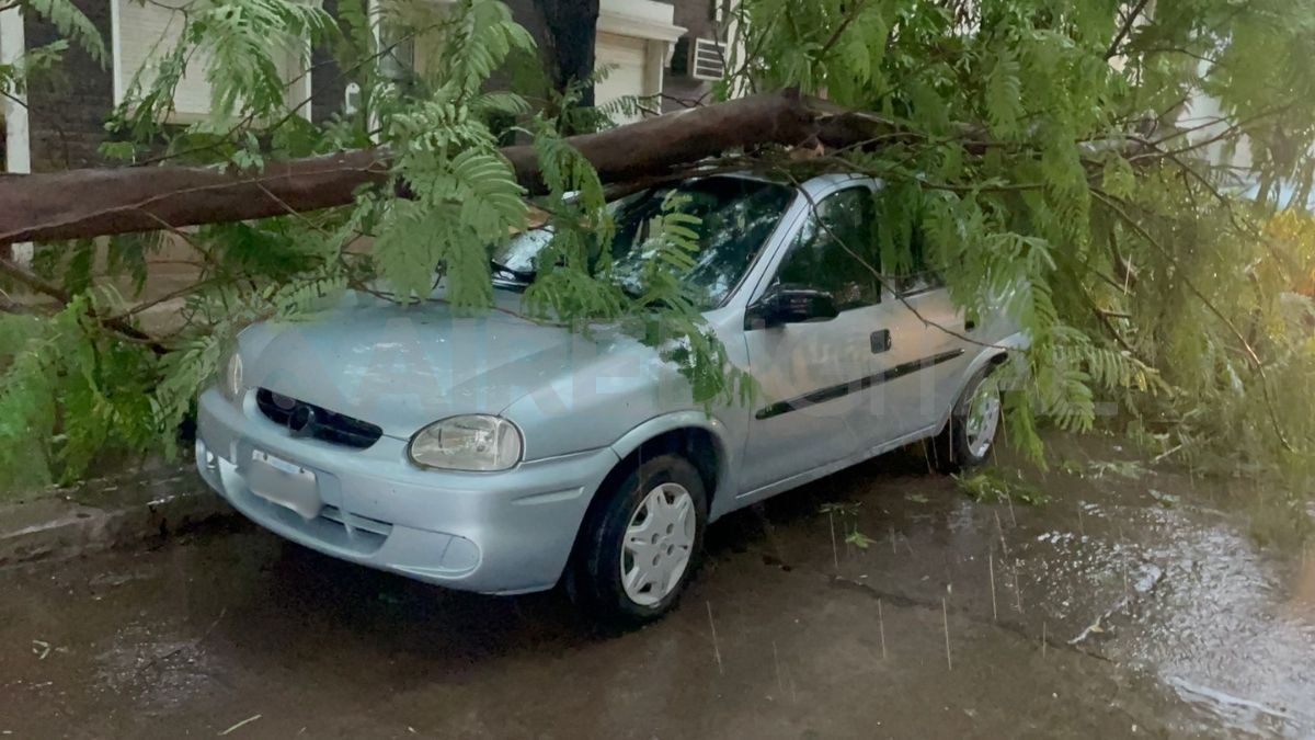 Barrio Sur: un auto fue aplastado por la rama de un árbol