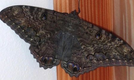 La mariposa negra forma parte de la familia Eribidae, género de polillas que son de ayuda para polinizar plantas y flores La mariposa negra forma parte de la familia Eribidae, género de polillas que son de ayuda para polinizar plantas y flores