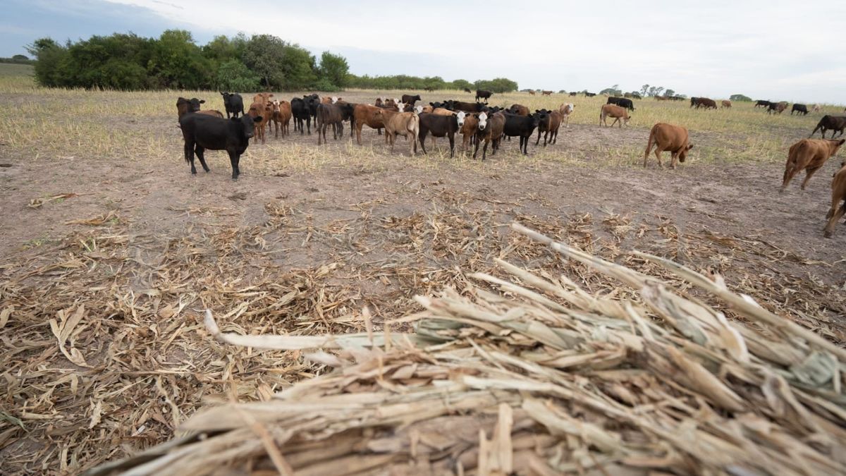 Los animales se alimentan con las reservas de fardos elaboradas para el invierno.