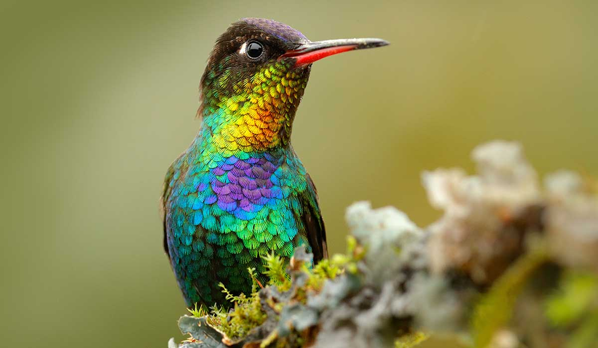 Por qué el colibrí es importante para los ecosistemas