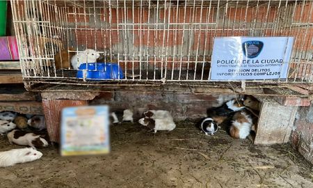 Encuentran tortugas, cotorras y cobayos congelados para consumo humano Encuentran tortugas, cotorras y cobayos congelados para consumo humano