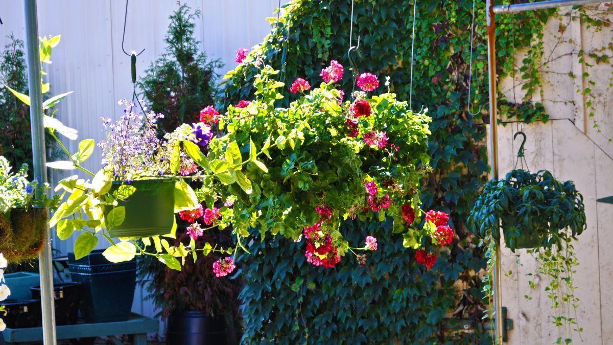 Estas 7 plantas colgantes son perfectas para lograr un balcón con efecto cascada.