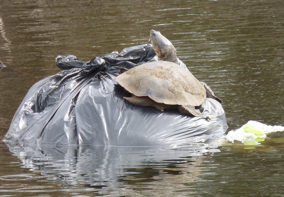 Una tortuga "toma sol" encima de una bolsa de basura.