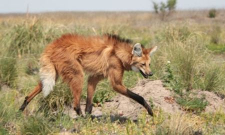En los bajos se refugian especies amenazadas como el aguará guazú.
