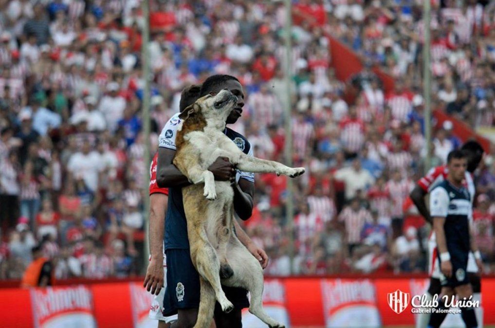 Falleció Robertito, el perro que jugó para Unión por unos minutos