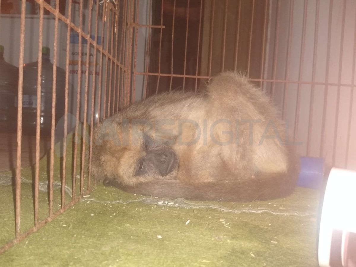 El operativo se llevó a cabo en calle Guaraníes al 4900 en el norte de la ciudad.