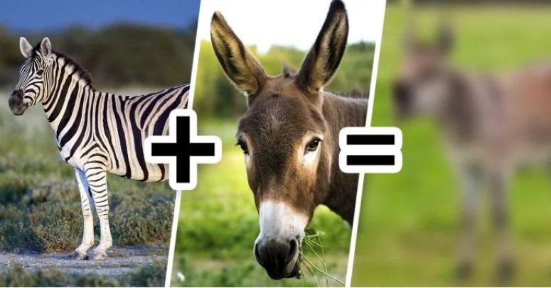 La extraña combinación de una cebra y un burro