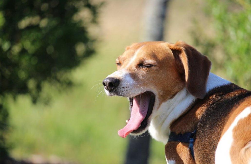 Señales que permiten identificar si tu perro está en calma