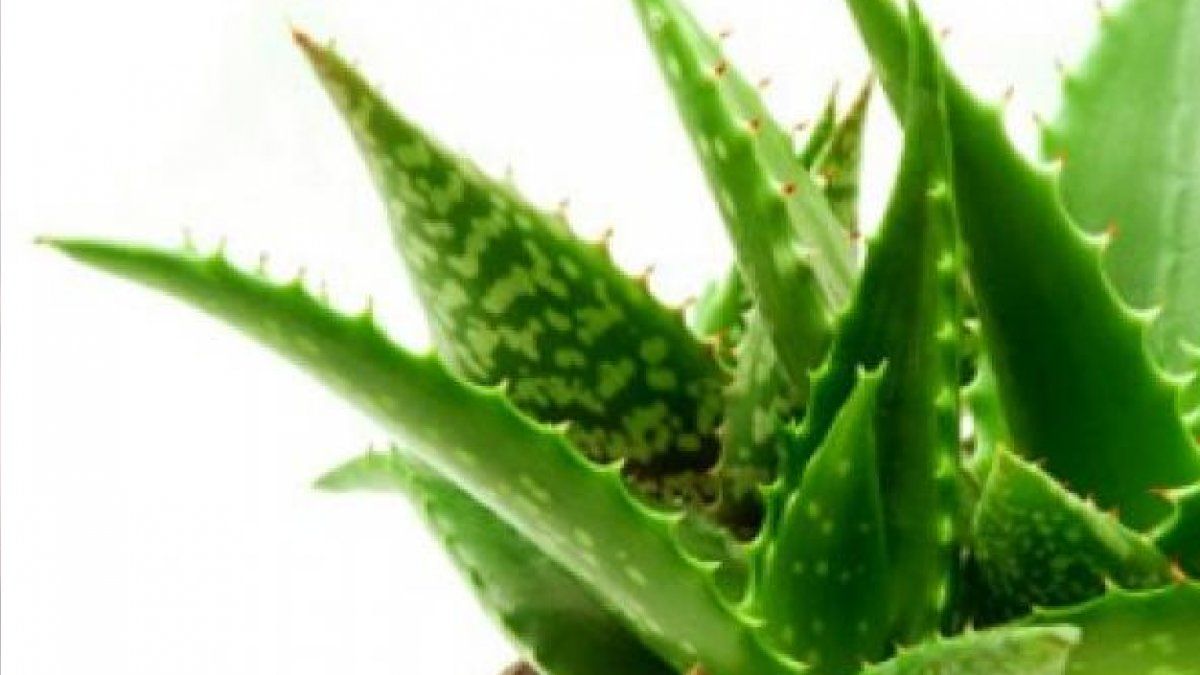Cómo Cuidar Una Planta De Aloe Vera 2159