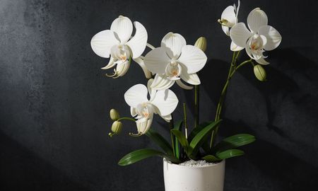 Que una orquídea florezca una sola vez y no vuelva a dar flores es una experiencia muy frecuente. Que una orquídea florezca una sola vez y no vuelva a dar flores es una experiencia muy frecuente.