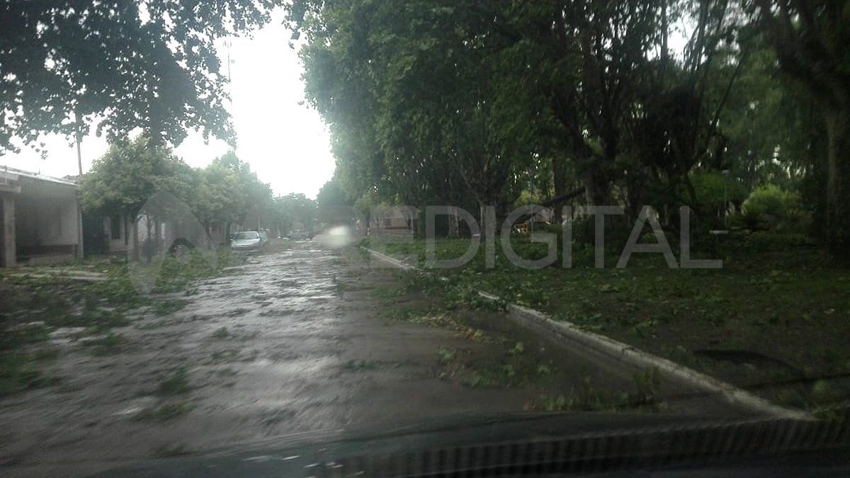 Hubo decenas de plantas de gran porte caídas. 
