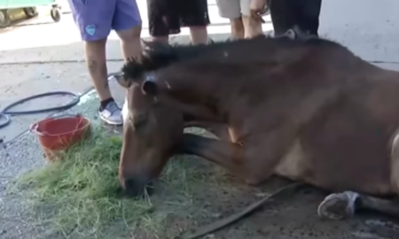 Maltrato animal en Rosario: un caballo se desplomó en plena calle Maltrato animal en Rosario: un caballo se desplomó en plena calle