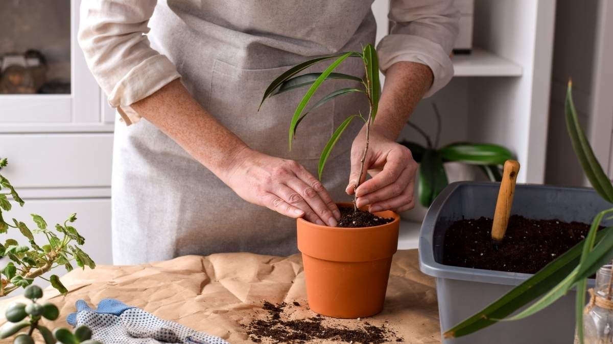 La avena aporta magnesio, f&oacute;sforo, potasio y vitaminas.