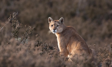 Cara a cara con dos pumas: el impactante video de un turista