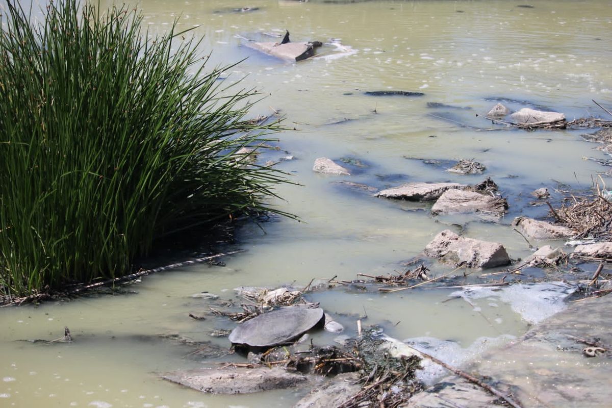 Científicos de la UNL detectaron Científicos de la UNL detectaron