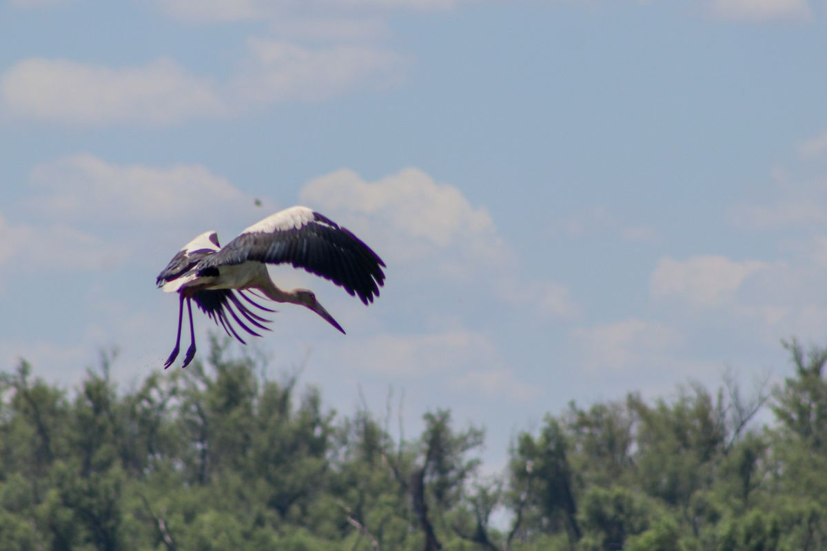 El Parque Nacional Islas de Santa Fe cuenta con más de 150 especies registradas, desde aves acuáticas a bosques ribereños. El Parque Nacional Islas de Santa Fe cuenta con más de 150 especies registradas, desde aves acuáticas a bosques ribereños.