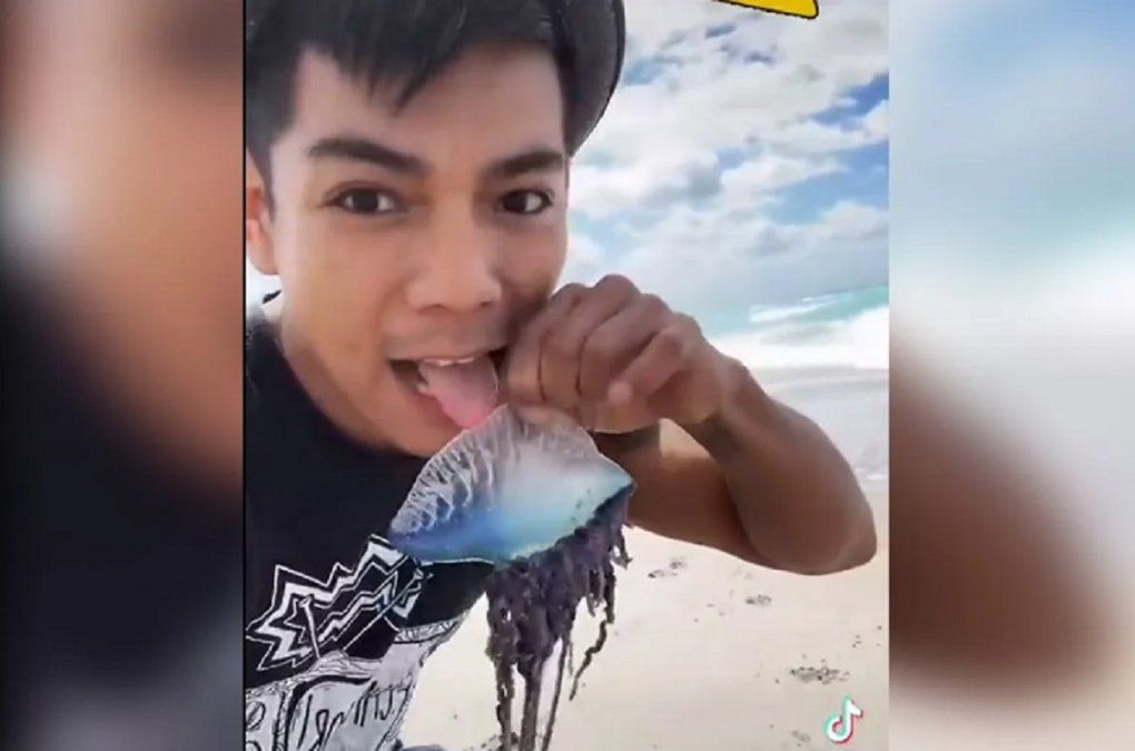 Video viral: un joven lamió una criatura marina sin saber que podía matarlo.