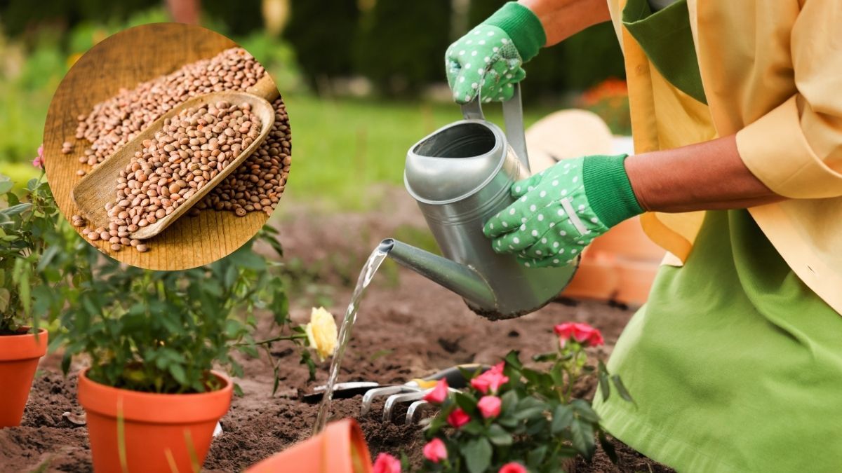 El truco casero con agua de lentejas que hace crecer más rápido tus plantas.