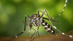 Aumento del 43% en los casos de dengue en Santa Fe: 5.040 nuevos infectados.