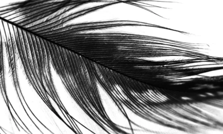 el significado espiritual detras del hallazgo de una pluma negra el significado espiritual detras del hallazgo de una pluma negra