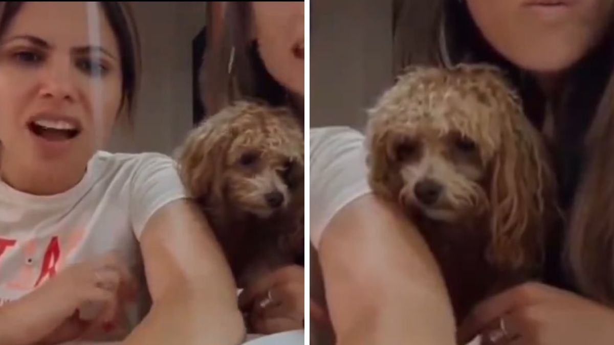 Los fanáticos de Gran Hermano están preocupados por Caramelo, el perro de Romina Uhrig. Los fanáticos de Gran Hermano están preocupados por Caramelo, el perro de Romina Uhrig.