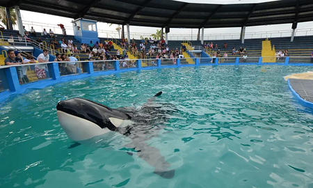 Después de años en cautiverio, la orca Lolita será liberada en sus aguas natales Después de años en cautiverio, la orca Lolita será liberada en sus aguas natales