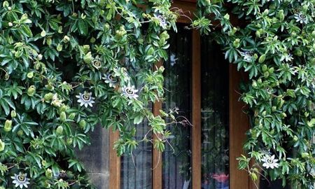 Una planta ideal para llenar de vida el jardín en primavera. Una planta ideal para llenar de vida el jardín en primavera.