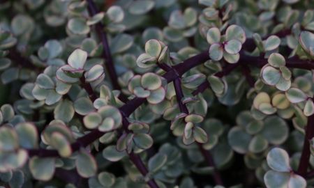 Una planta de la moneda saludable desarrolla tallos compactos y hojas brillantes que cuelgan formando una cortina natural. Una planta de la moneda saludable desarrolla tallos compactos y hojas brillantes que cuelgan formando una cortina natural.