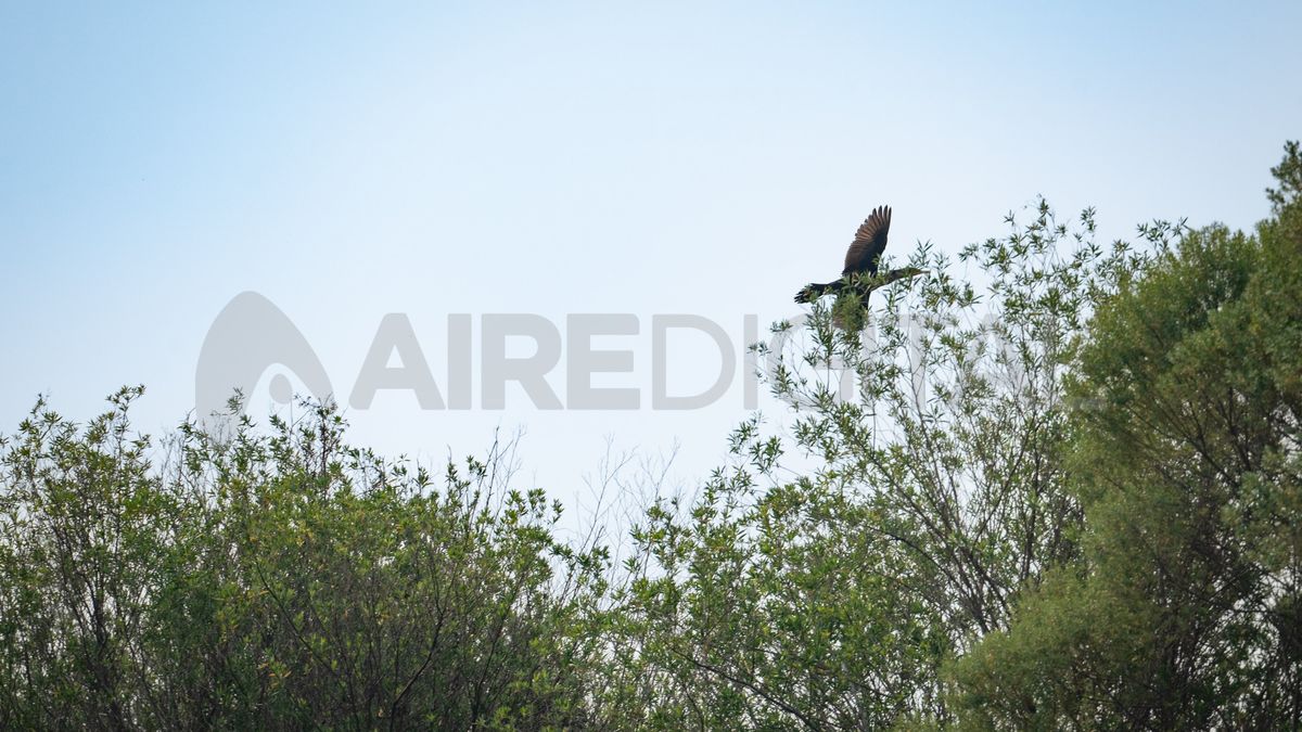 En la zona del río Carcarañá se pueden observar búhos, ñacurutús, lechuzas de campanario, todo tipo de garzas y patos.