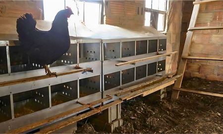 nuevo brote de influenza aviar en argentina: detectan aves infectadas en entre rios nuevo brote de influenza aviar en argentina: detectan aves infectadas en entre rios