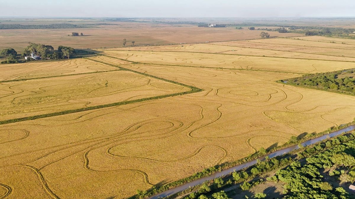 El ciclo 2024 comenzó con dificultades por la falta de agua, pero las lluvias permitieron la recuperación del cultivo. El ciclo 2024 comenzó con dificultades por la falta de agua, pero las lluvias permitieron la recuperación del cultivo.