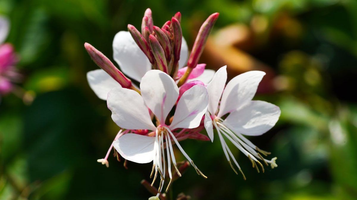 La gaura, o “mariposa blanca”, aporta ligereza al jardín y florece sin pausa todo el verano. La gaura, o “mariposa blanca”, aporta ligereza al jardín y florece sin pausa todo el verano.