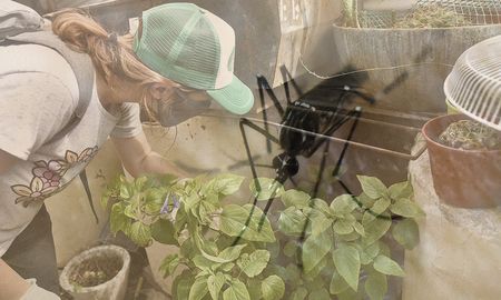 Aire de Santa Fe | dengue descacharrado + mosquito.jpg
