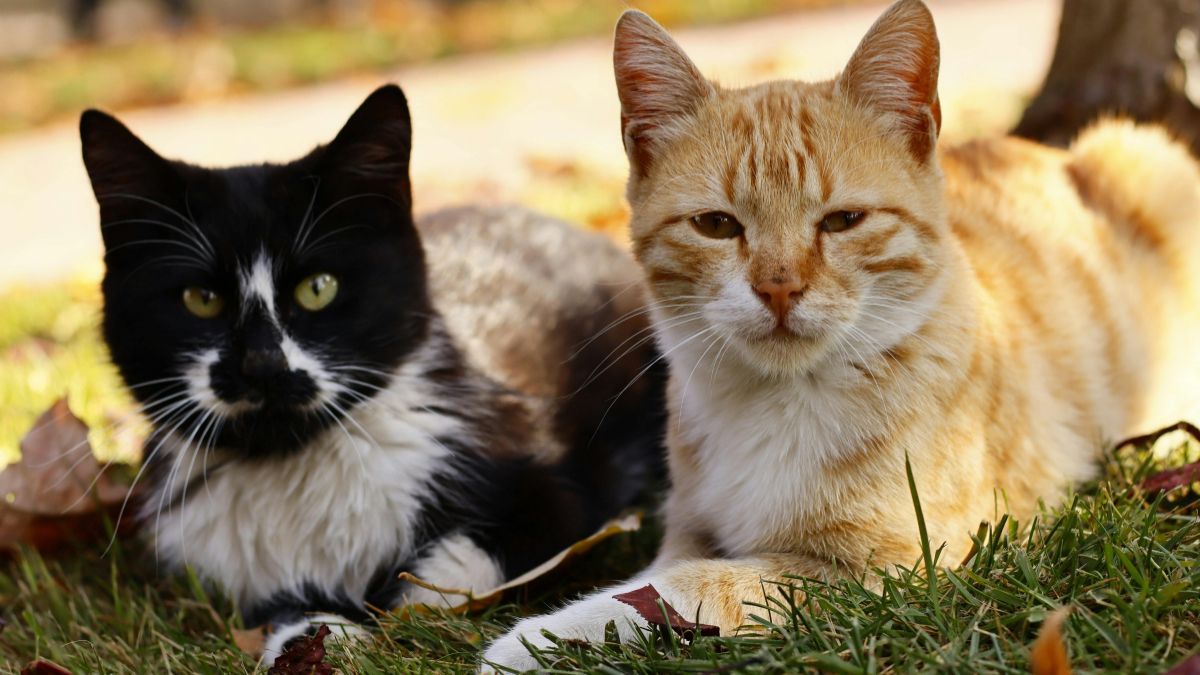 Los cambios en el comportamiento y la salud pueden indicar que un gato está en sus últimos días.