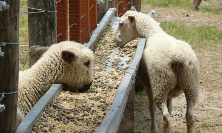 Se busca aprovechar los recursos disponibles en zonas agrícolas para producir animales que permitan un negocio rentable a los productores y un abastecimiento contínuo y variado al consumidor. Se busca aprovechar los recursos disponibles en zonas agrícolas para producir animales que permitan un negocio rentable a los productores y un abastecimiento contínuo y variado al consumidor.