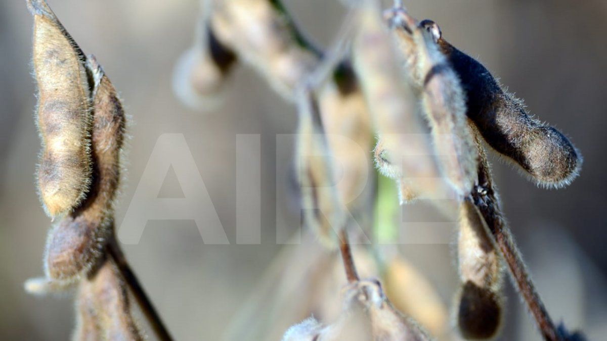 El rendimiento de este año podría ser uno de los más bajos de las últimas dos décadas.
