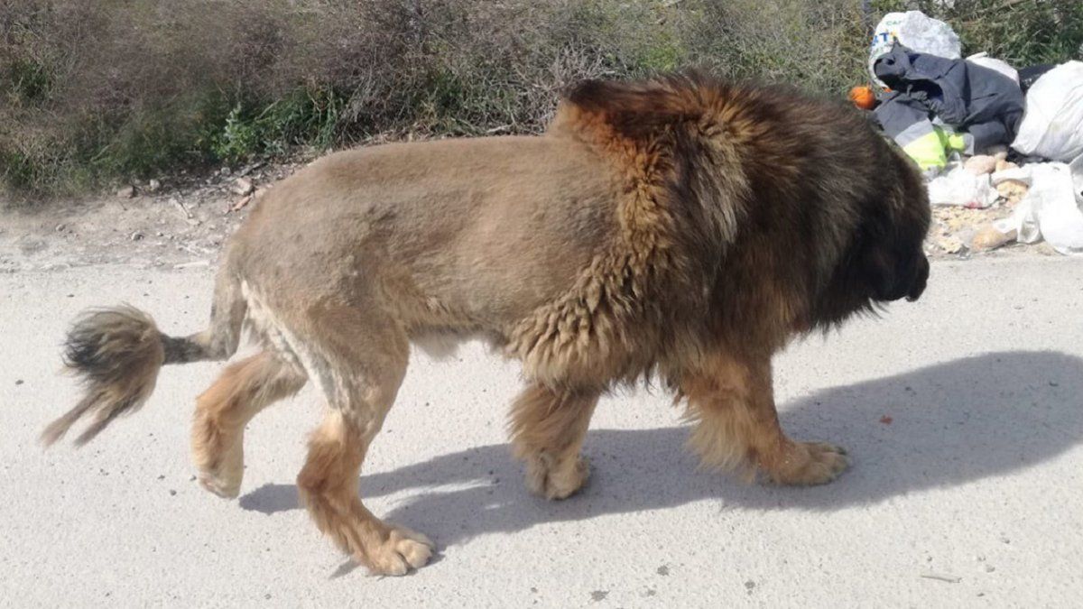 Viral: alertaron por la presencia de un león en España pero se llevaron una sorpresa