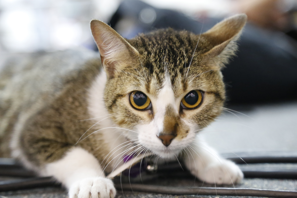 Animales afectados de esporotricosis: qué es