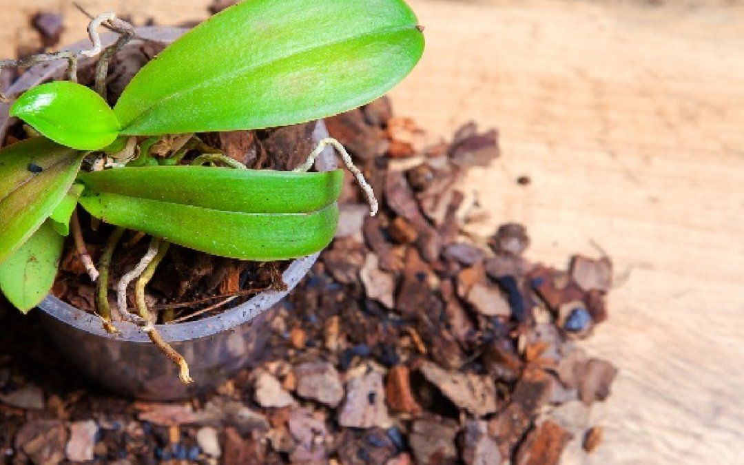 Por qué se pudren las plantas y cómo evitarlo