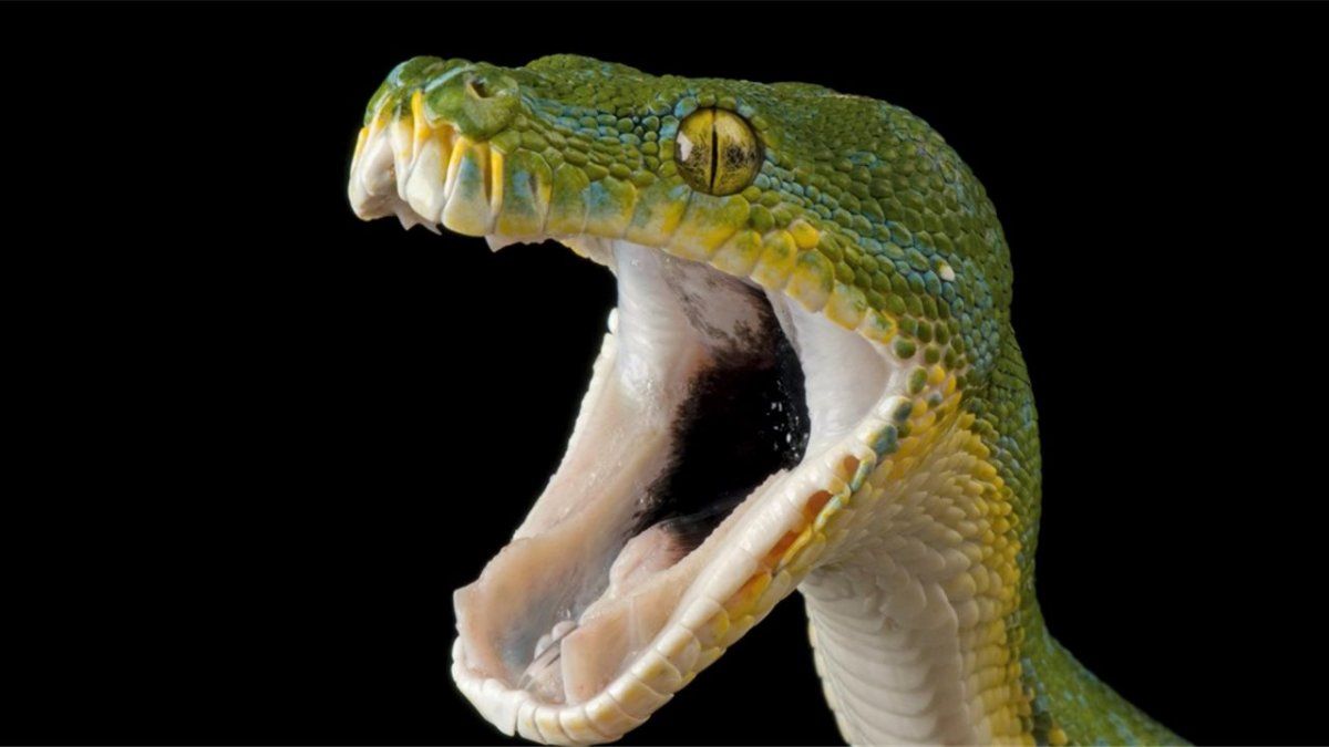 Se sentó en el inodoro