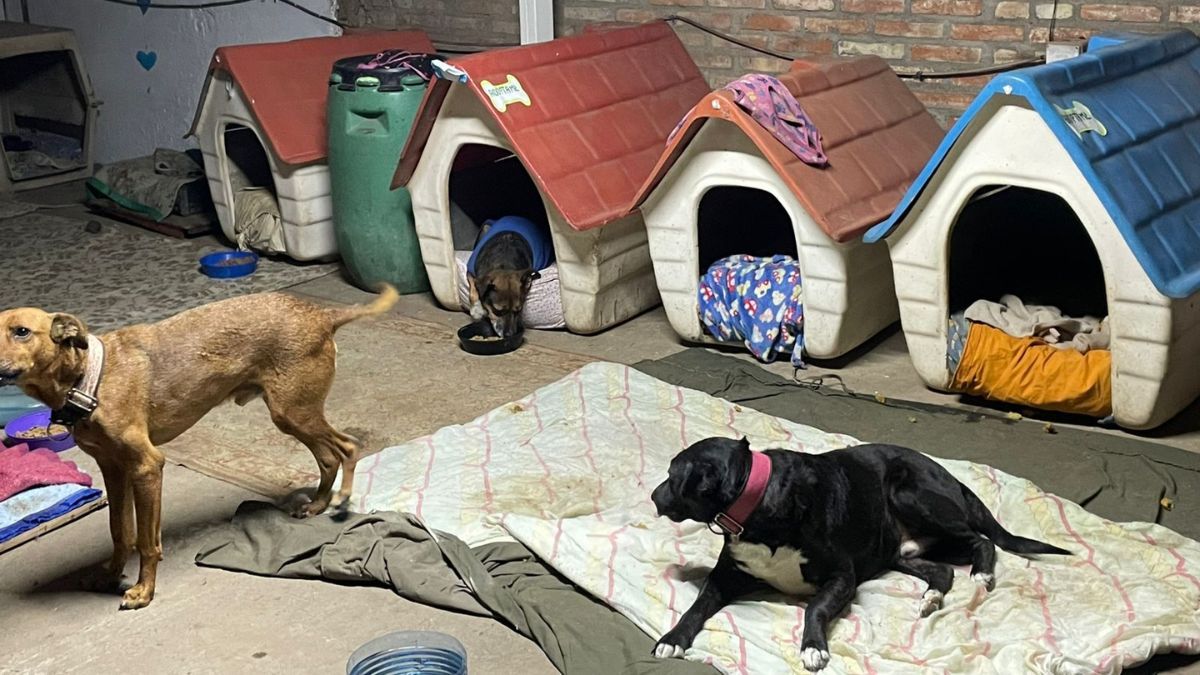 La veterinaria está abierta de 8 a 20