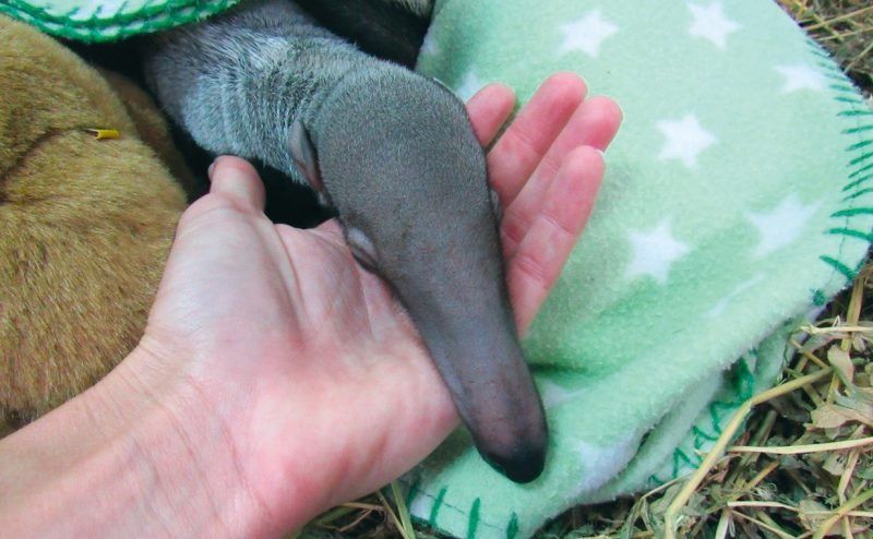 Centro de rescate y re-cría de osos hormigueros