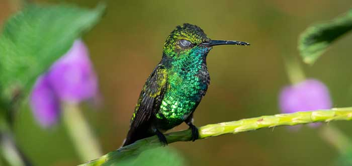 El colibrí baja su temperatura corporal para poder dormir.