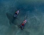video: un tiburon ataco a un surfista en australia video: un tiburon ataco a un surfista en australia