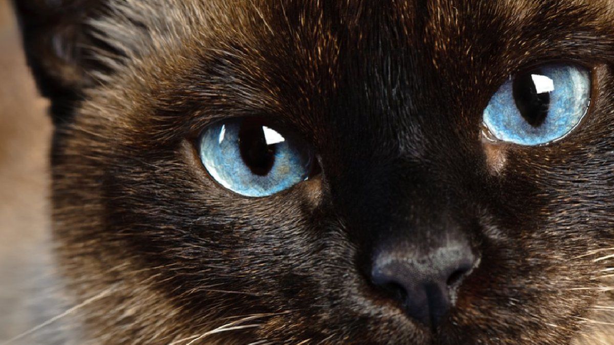 Existen diferentes características del gato siamés y esto dependerá si es el “tradicional o thai”, “oriental moderno” o “blanco”.